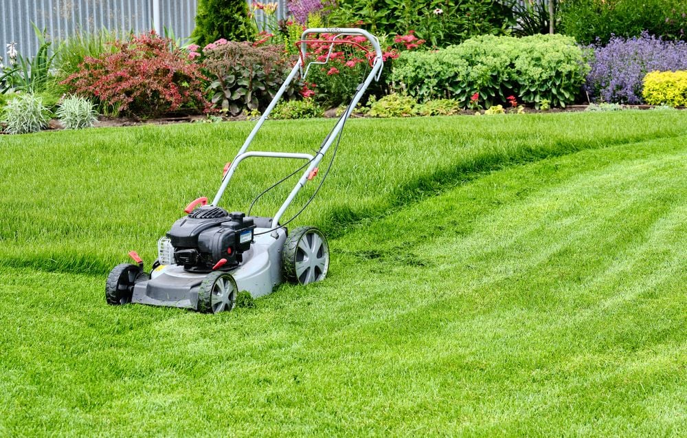 Entretien de jardin - tonte et taille
